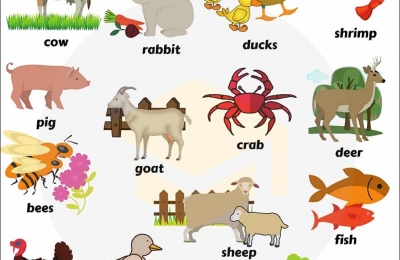 Danh sách các con vật bằng tiếng anh