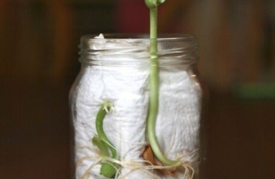 Bảng các loại thực vật thông dụng cho bé mầm non